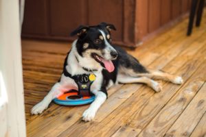Service and Emotional Support Animals - Property Management